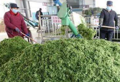大量幾百噸廢棄菜葉回收利用生產(chǎn)工藝，果蔬垃圾廢菜葉怎么處理？